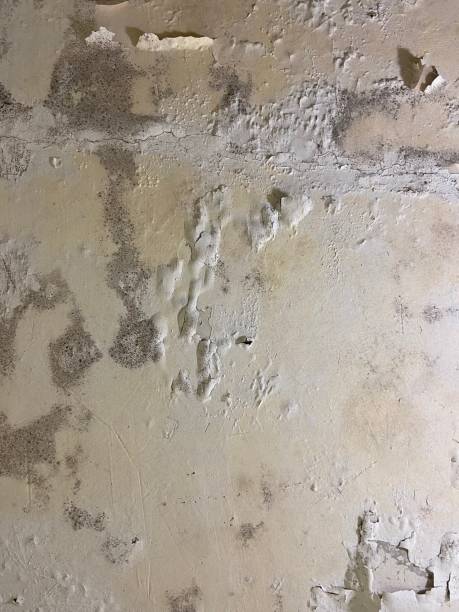 Best Best Mold Removal Companies  in South Fulton, GA
